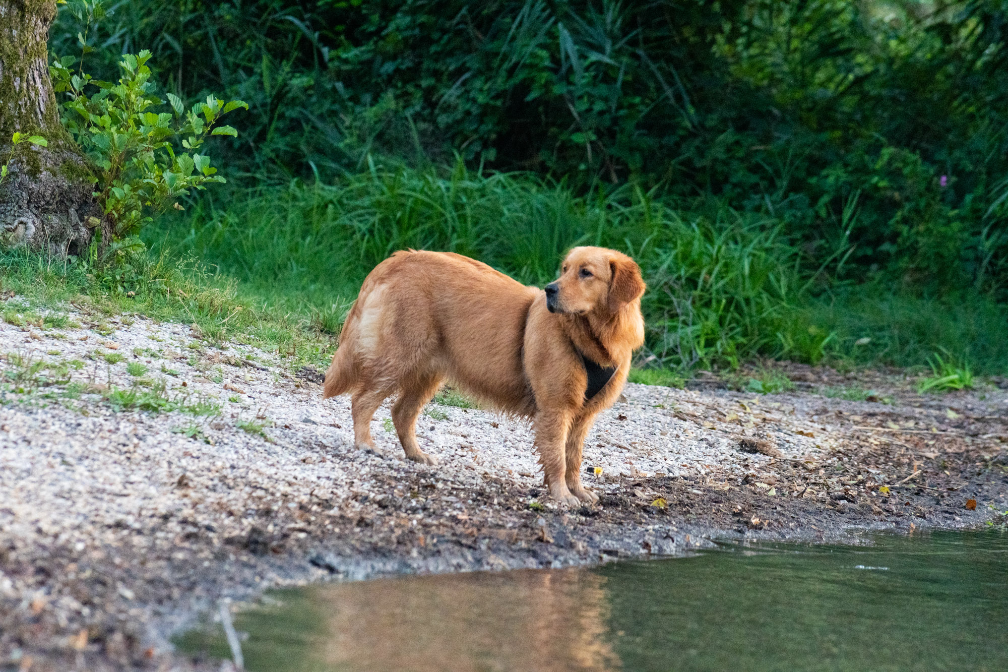 A lovely little oasis that is also perfect for your dog